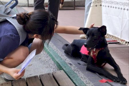 南大療癒森友會結合動物互動 陪伴師生探索自我